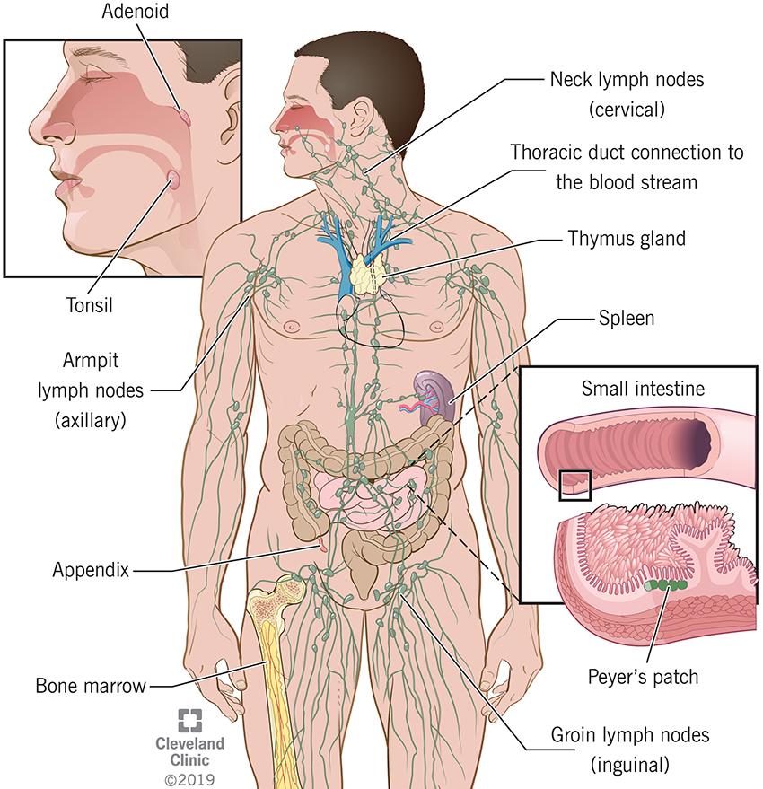 What the Lymph?